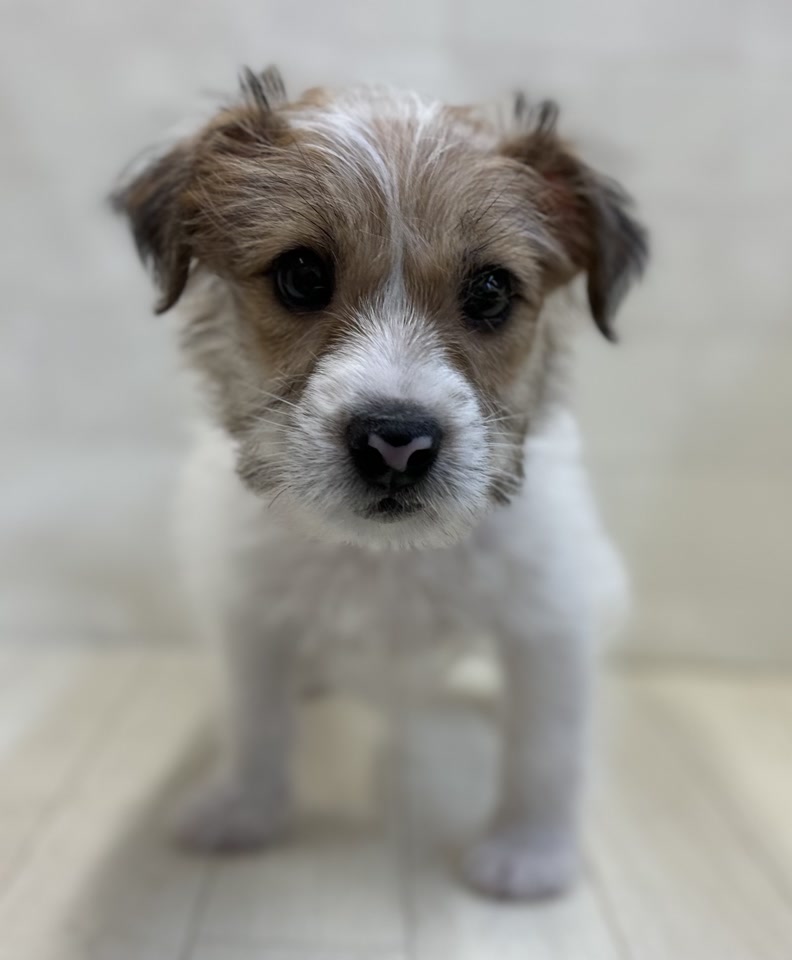 ジャック・ラッセル・テリア｜ペット検索｜ペット大好き！