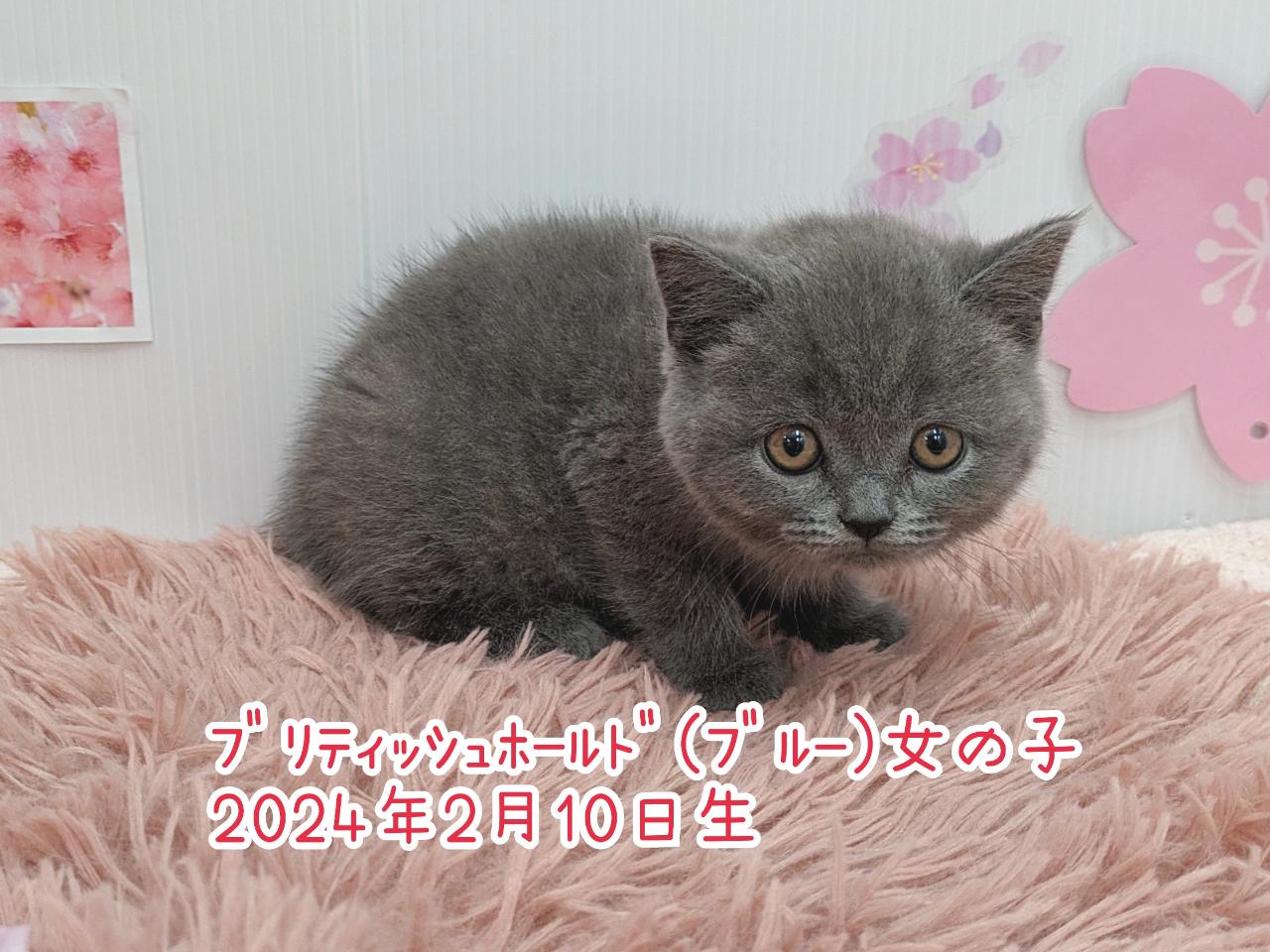 ブリティッシュ・ショートヘアー｜ペット検索｜ペット大好き！