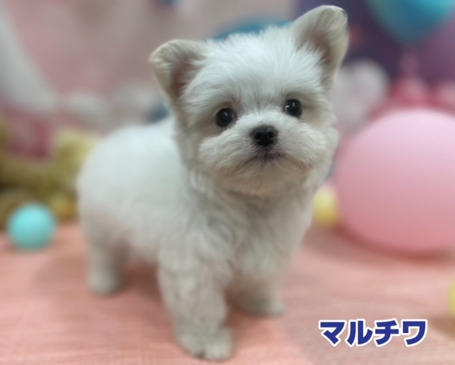 MIX｜ペット検索｜ペット大好き！