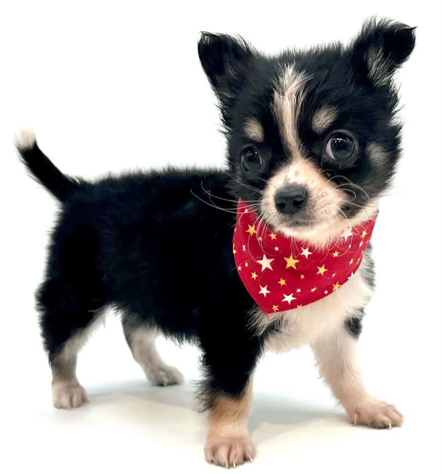 チワワ｜ペット検索｜ペット大好き！