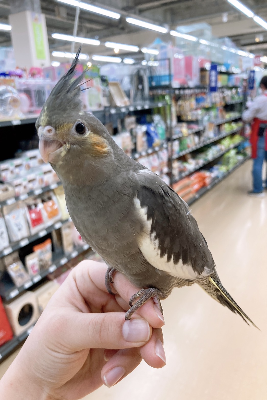 dcmカーマ阿久比店ペットコーナー ペット検索 ペット大好き dcmカーマ阿久比店ペットコーナー ペット検索 ペット大好き