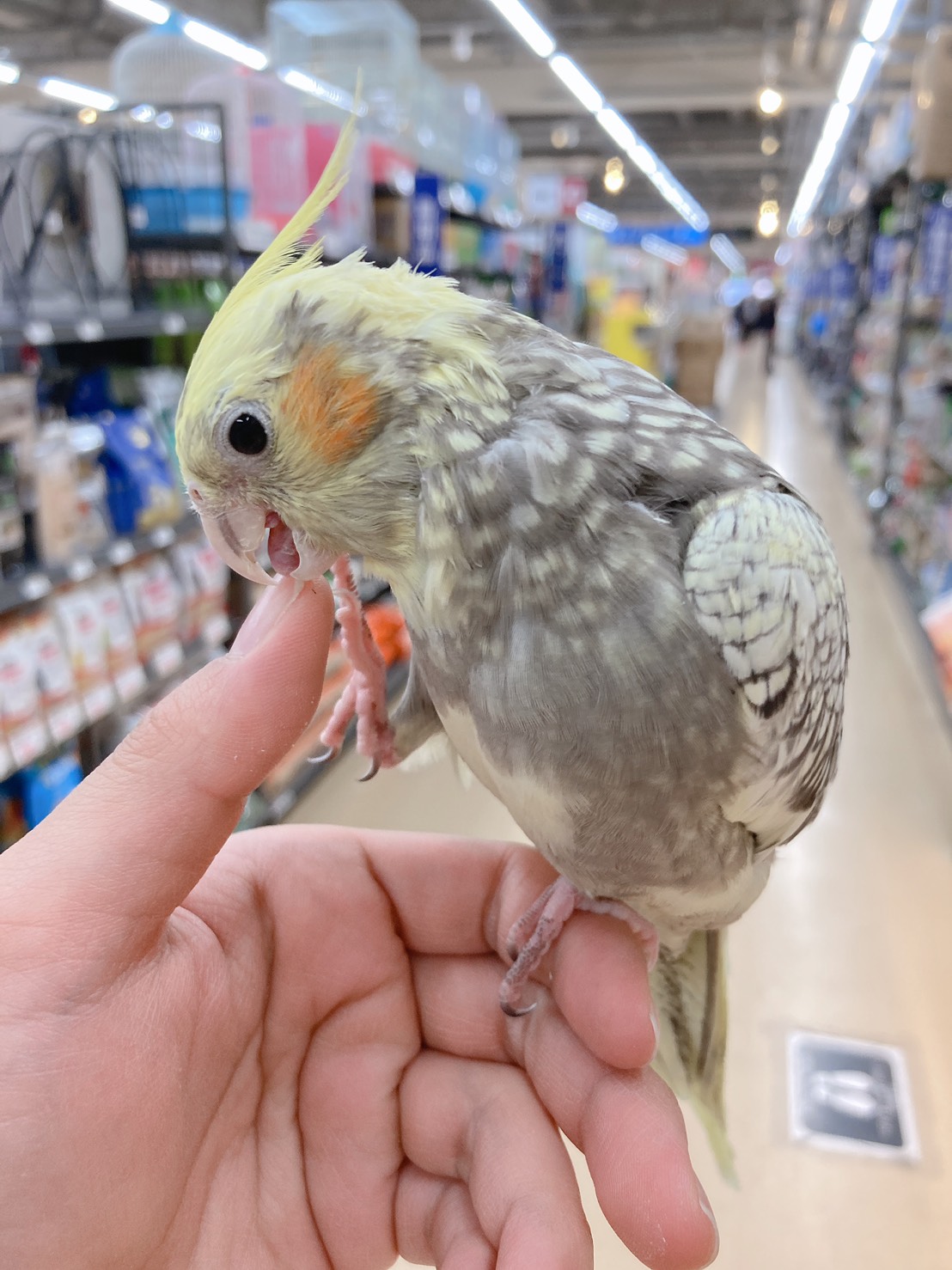 インコ オウム ペット検索 ペット大好き インコ オウム ペット検索 ペット大好き