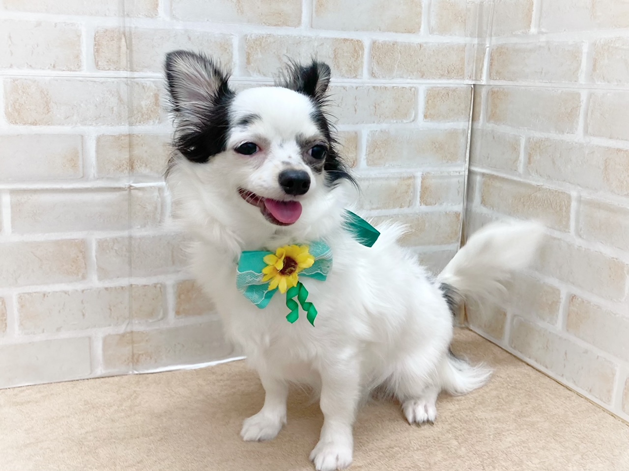 チワワ｜ペット検索｜ペット大好き！