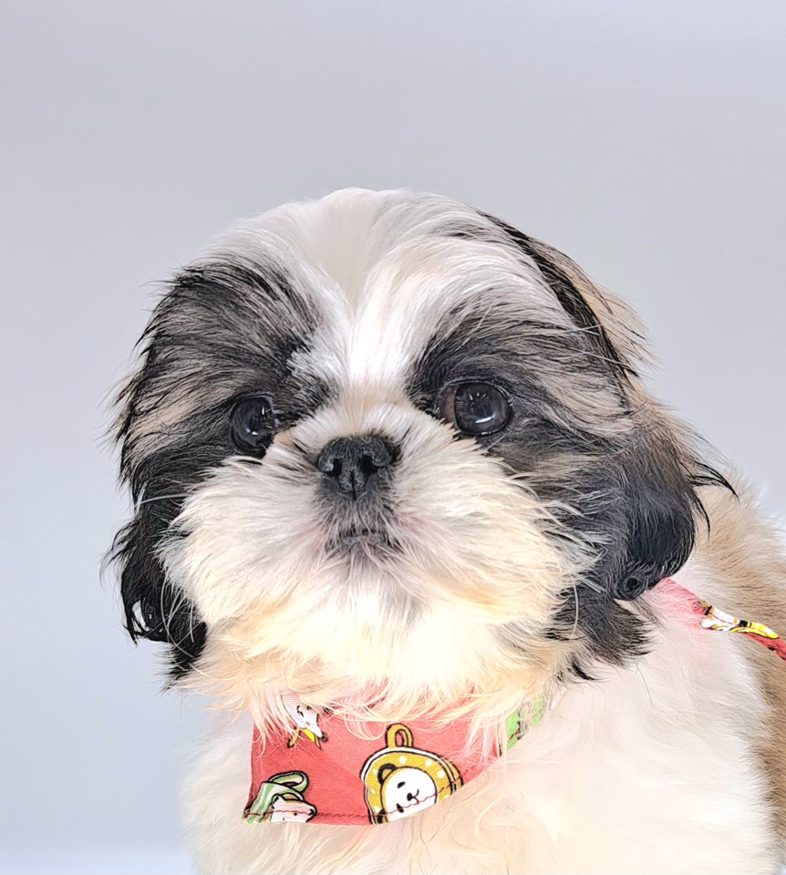 MIX｜ペット検索｜ペット大好き！