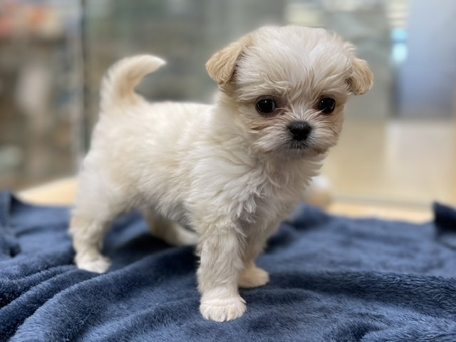 ペッツワン秦野店 ペット検索 ペット大好き