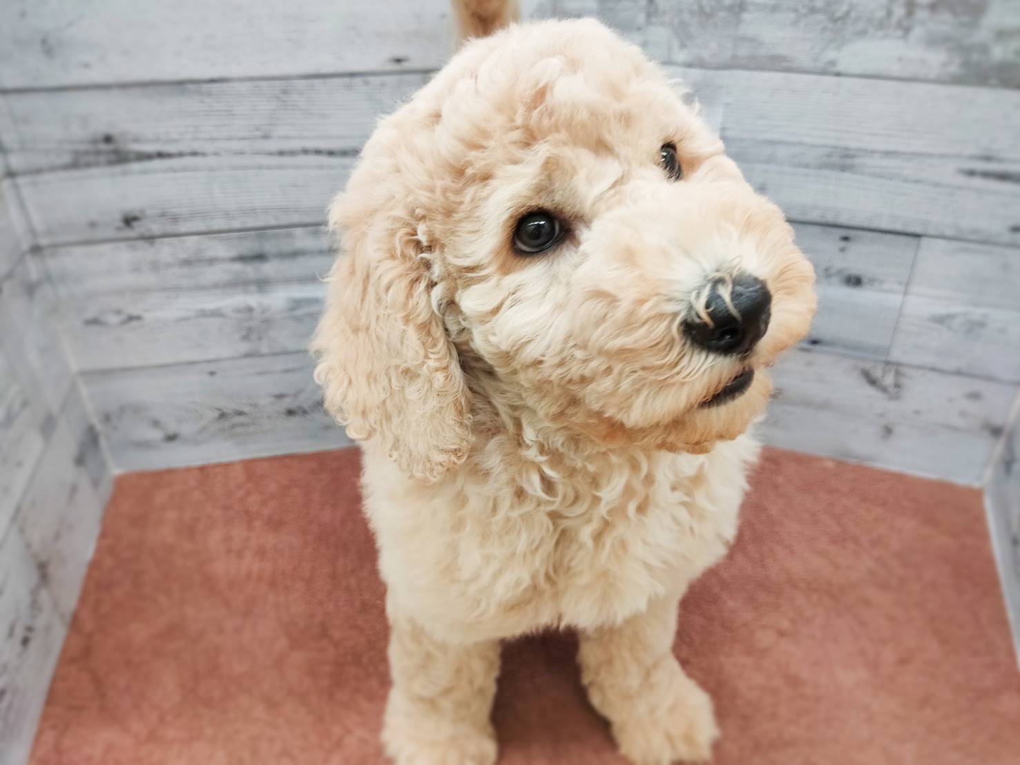 ayhyimam　プードル スタンダード・プードル｜ペット検索｜ペット大好き！