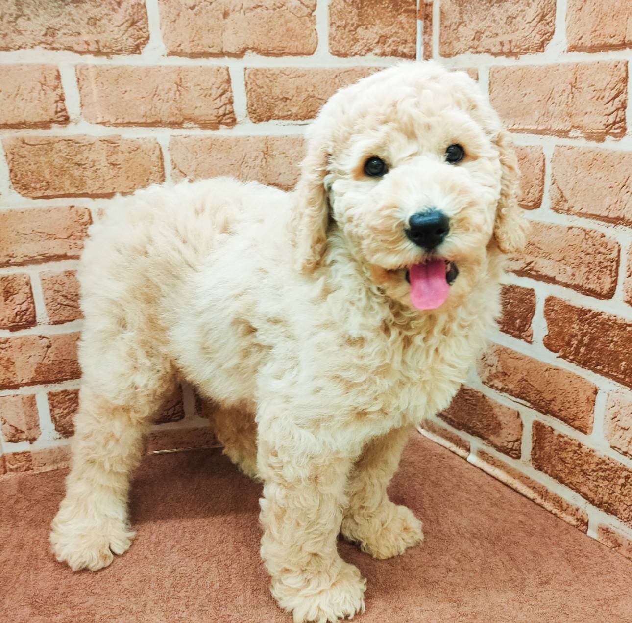 スタンダード・プードル｜ペット検索｜ペット大好き！