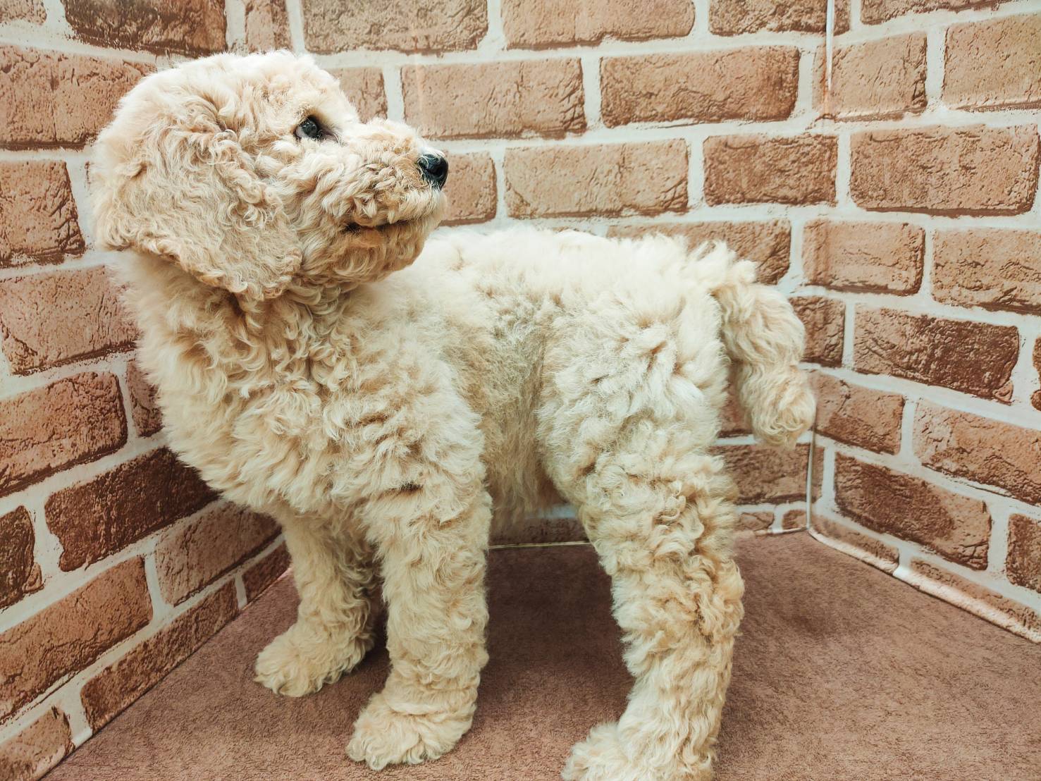 ayhyimam　プードル スタンダード・プードル｜ペット検索｜ペット大好き！