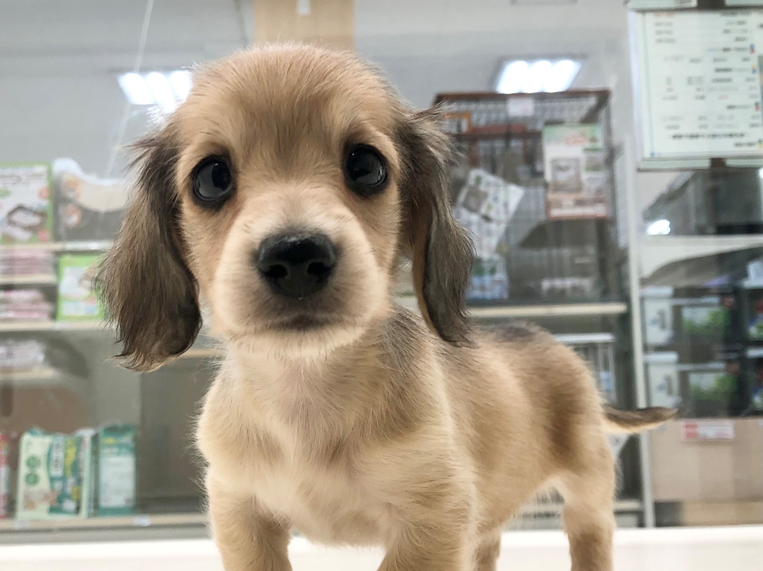 ペット検索 ペット大好き