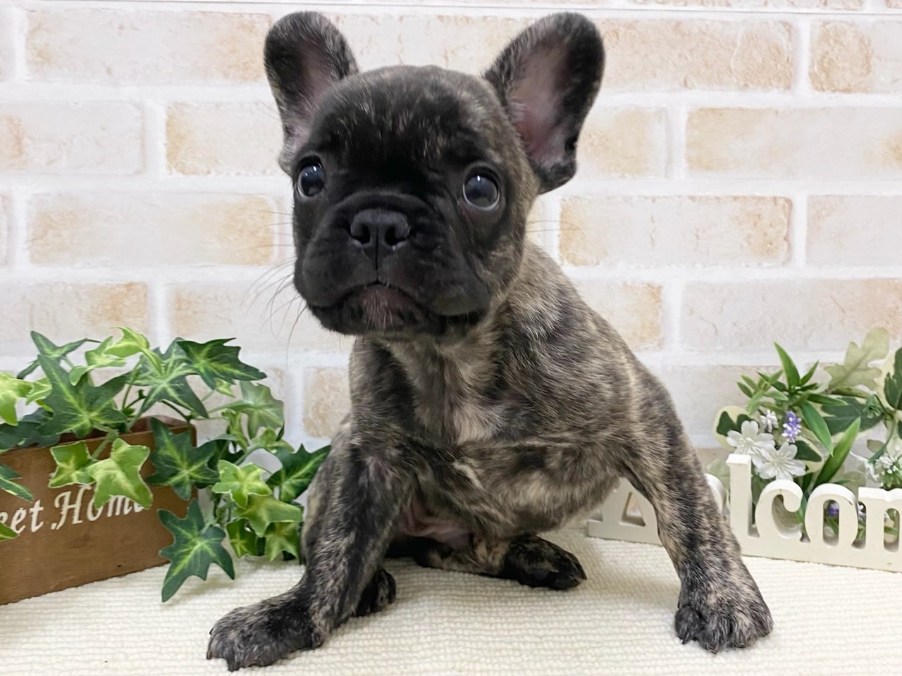 mets☆5m*フレンチブルドッグ*オックス*blue*犬*コットン生地9C 