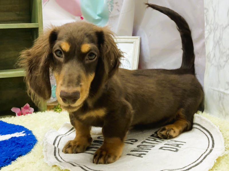 ミニチュア・ダックスフンド｜ペット検索｜ペット大好き！