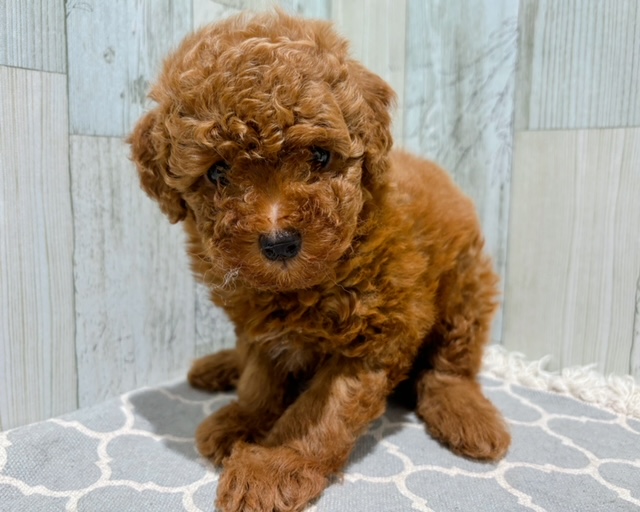 トイ・プードル｜ペット検索｜ペット大好き！