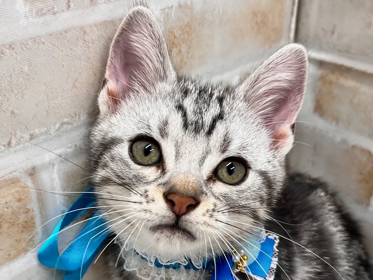 アメリカン・カール・ショートヘア｜ペット検索｜ペット大好き！