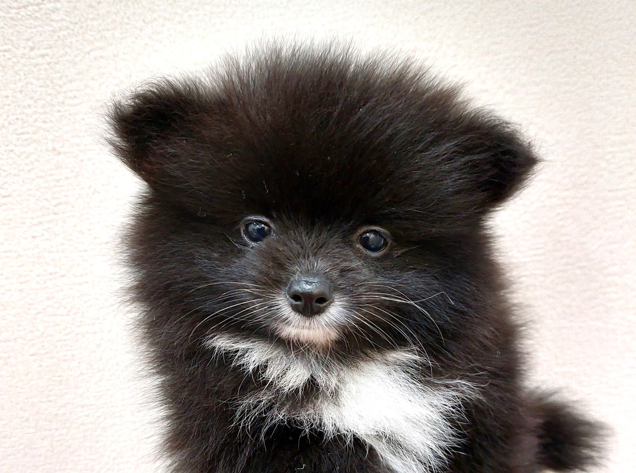 ポメラニアン｜ペット検索｜ペット大好き！