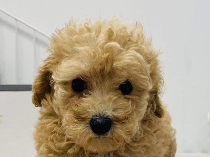 トイ・プードル｜ペット検索｜ペット大好き！