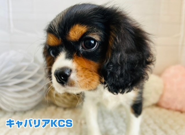 キャバリア・キング・チャールズ・スパニエル ｜ペット検索｜ペット