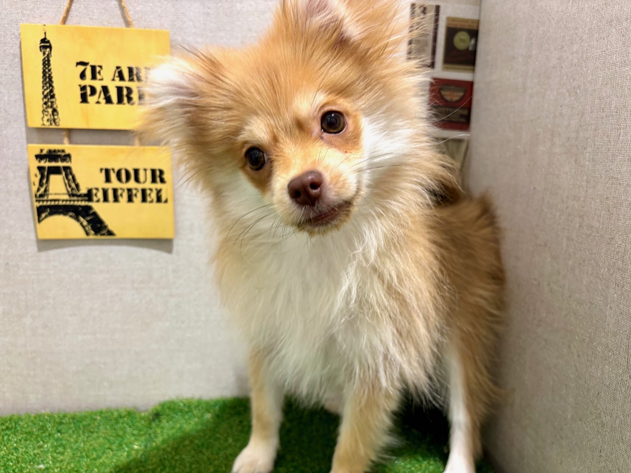 ポメラニアン｜ペット検索｜ペット大好き！