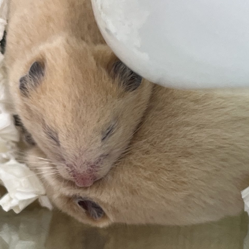 ハムスター｜ペット検索｜ペット大好き！