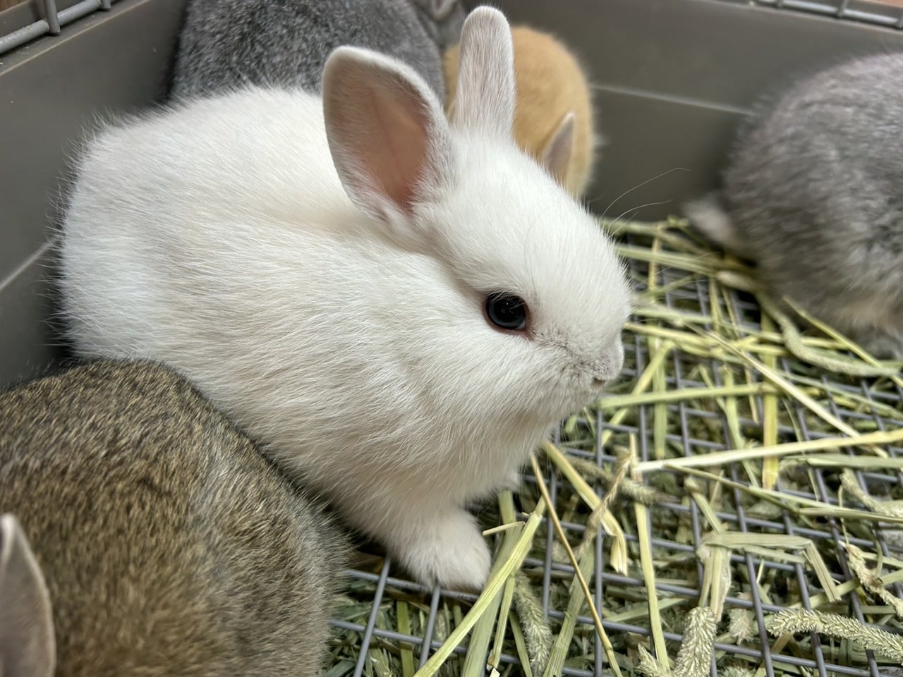 ポメラート DoDoウサギ ウサギ完全飼育 | 株式会社誠文堂新光社