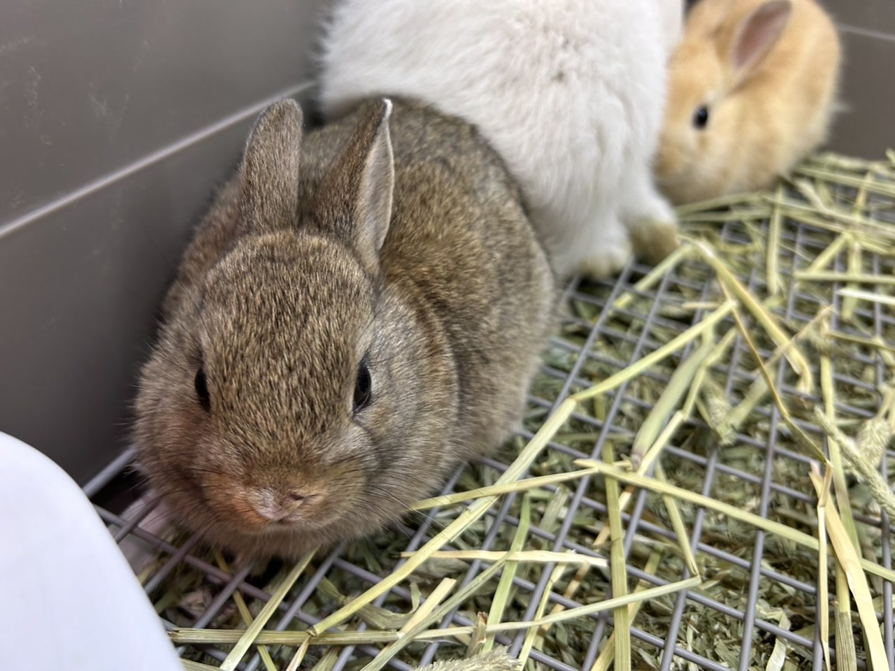 ポメラート DoDoウサギ ウサギ完全飼育 | 株式会社誠文堂新光社