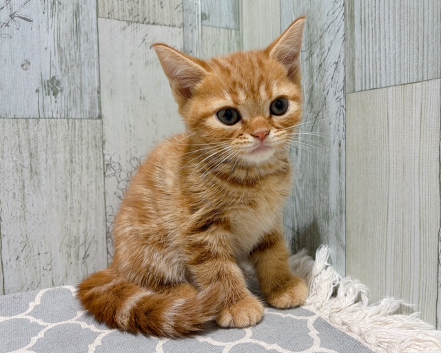 キャッツインザシティ(3) オレンジアメリカンショートヘア猫　100g銀バー キャッツインザシティ(3) オレンジアメリカンショートヘア猫