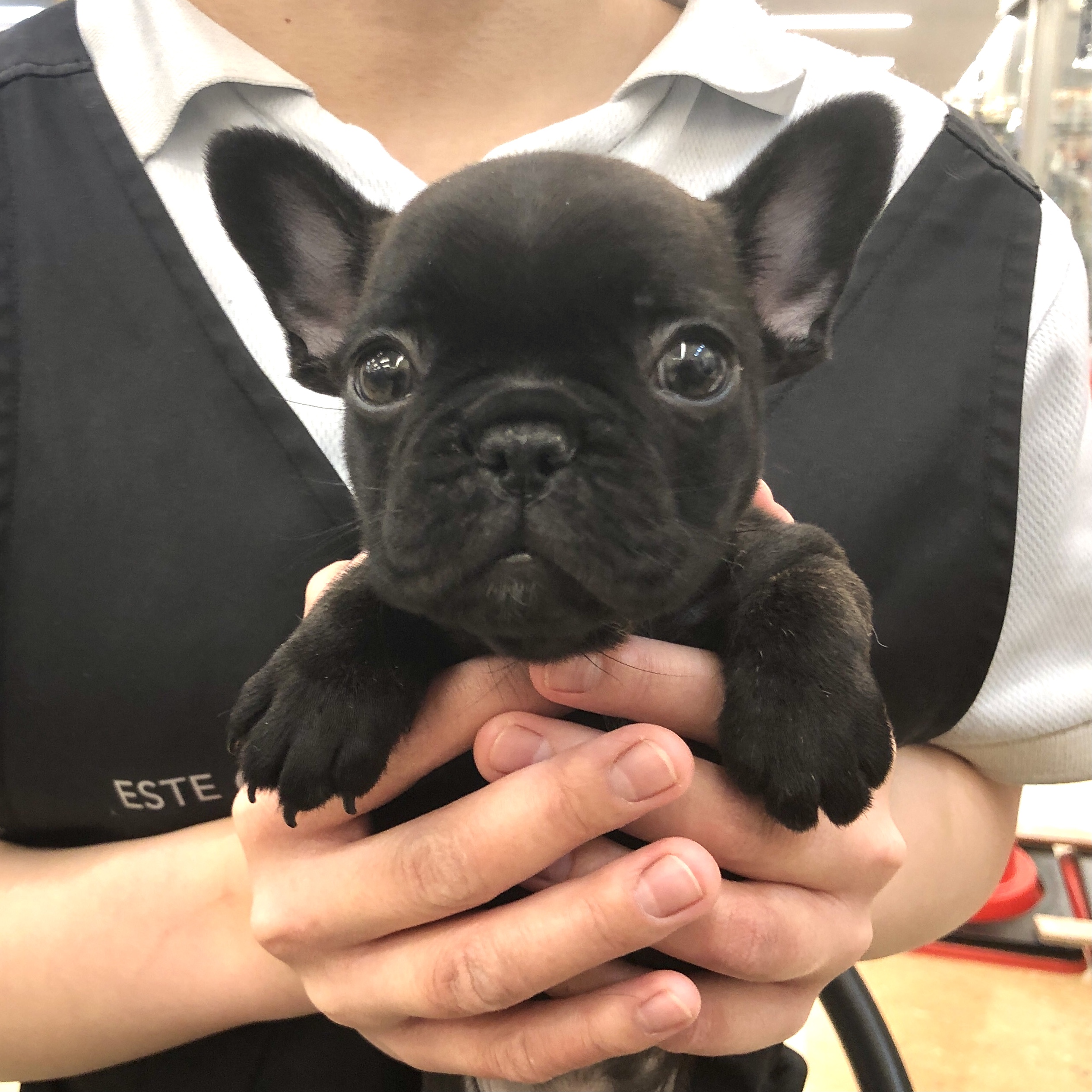 フレンチ・ブルドッグ｜ペット検索｜ペット大好き！