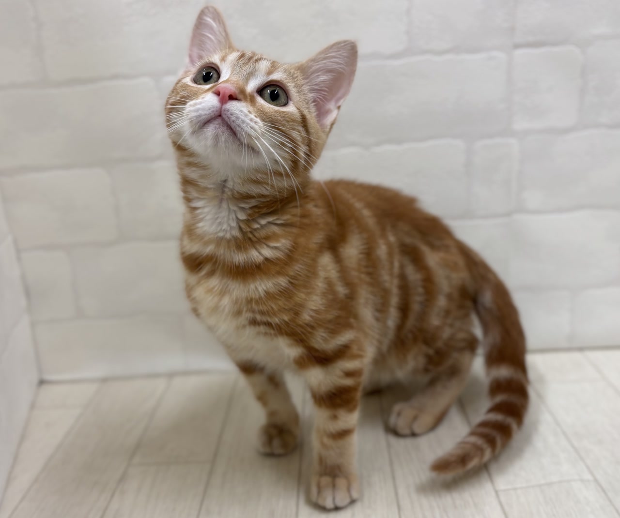 マンチカン｜ペット検索｜ペット大好き！