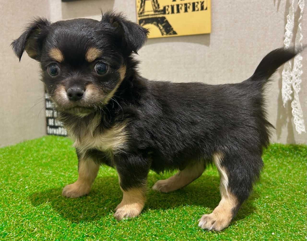 チワワ｜ペット検索｜ペット大好き！