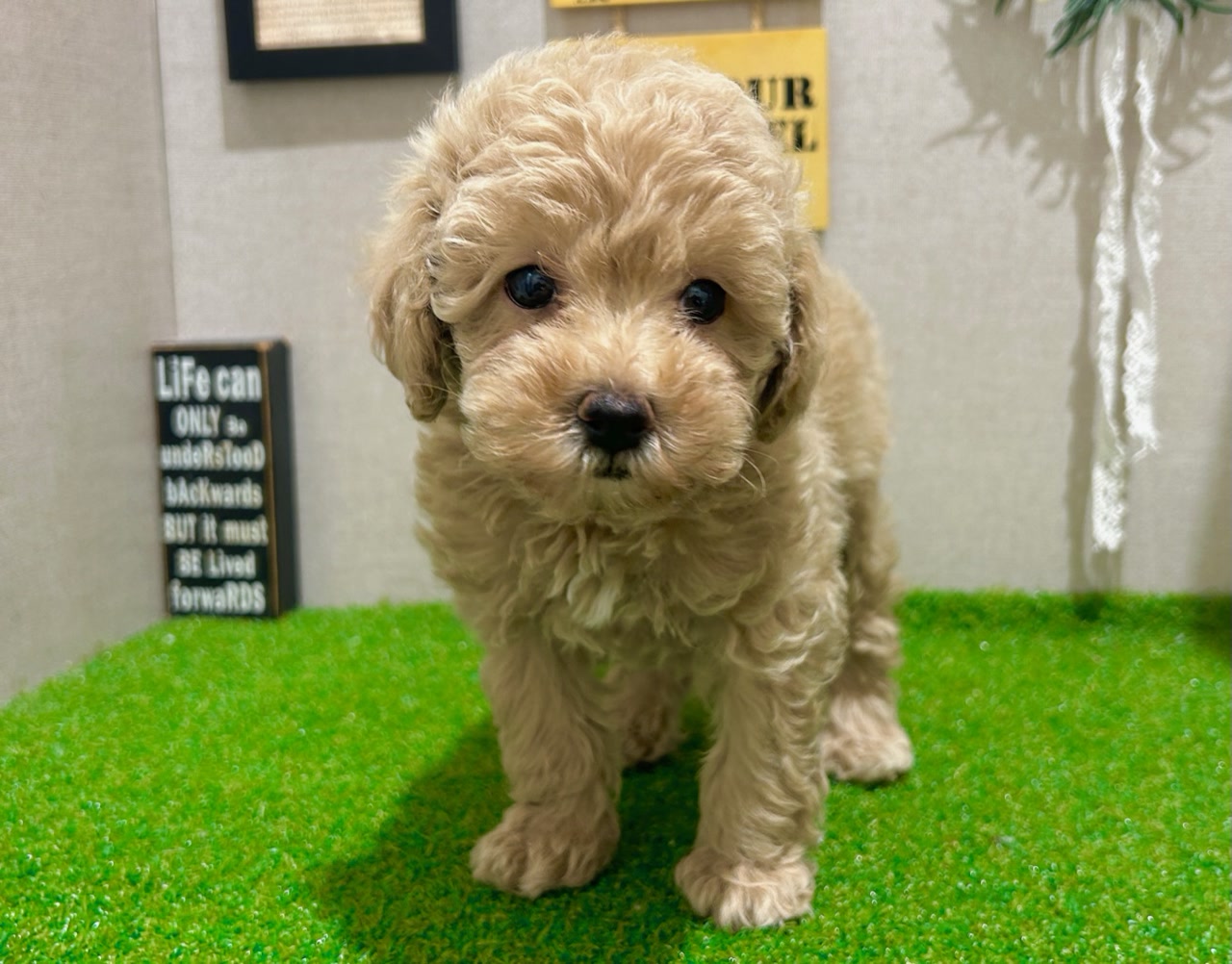 トイ・プードル｜ペット検索｜ペット大好き！