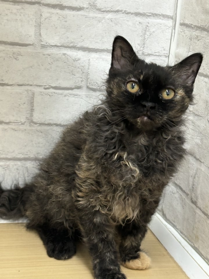 セルカーク・レックス｜ペット検索｜ペット大好き！