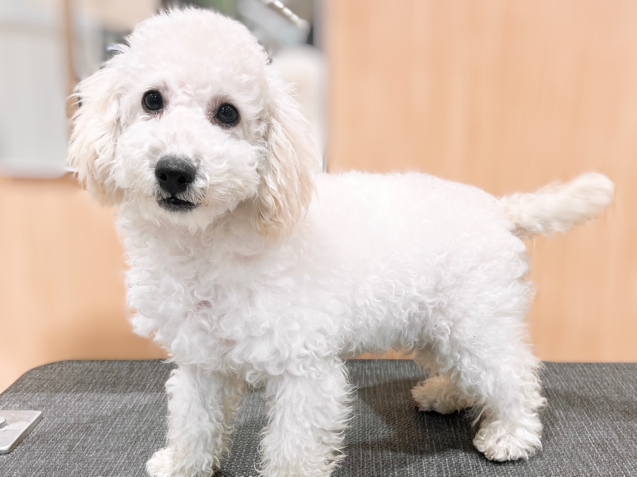 トイプードル トイプードル子犬タイニーサイズ・販売レッド・アプリコット