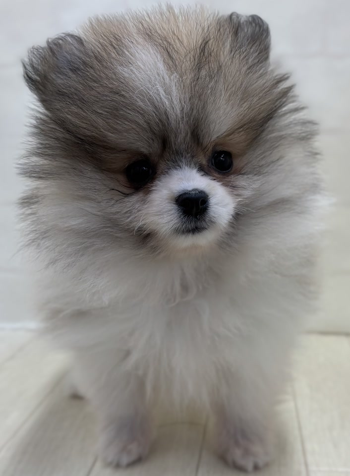 ポメラニアン｜ペット検索｜ペット大好き！