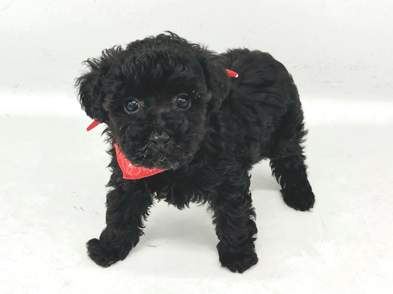 犬好き 楽天市場】【サイズ交換、返品対象外】【お試し4枚 S】PAWZ