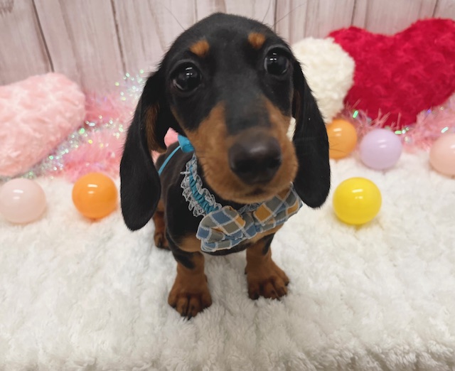 スタンダード・ダックスフンド｜ペット検索｜ペット大好き！