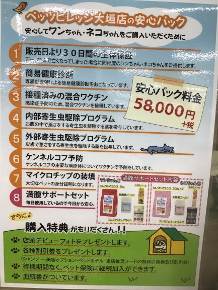 パピヨン｜ペット検索｜ペット大好き！
