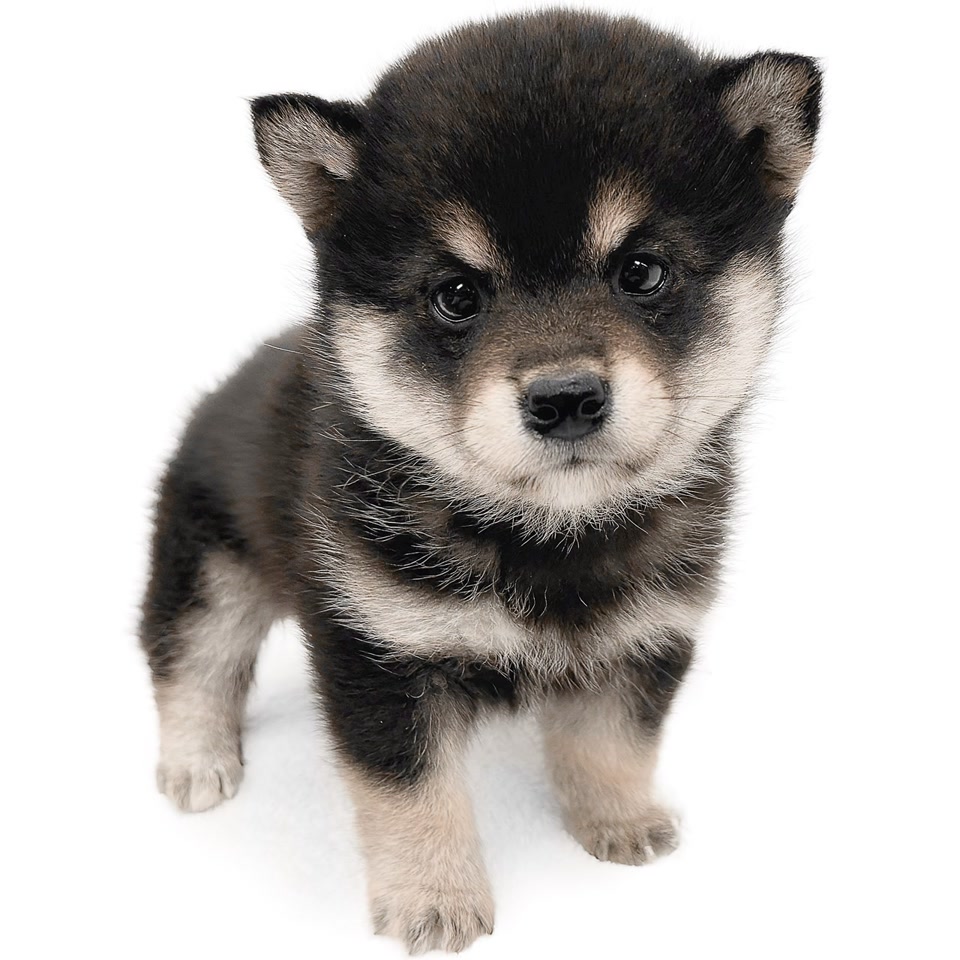 豆柴｜ペット検索｜ペット大好き！