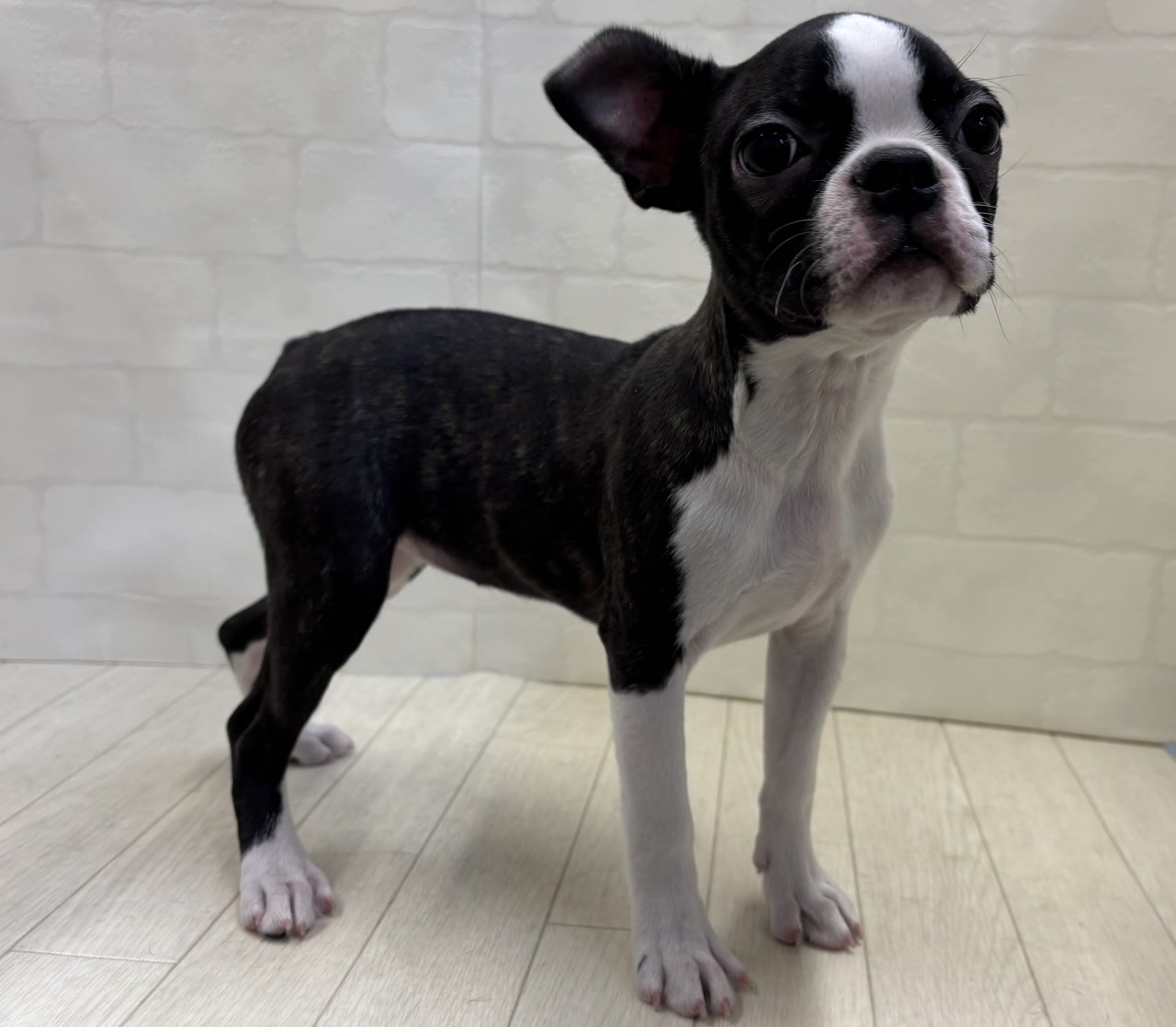 ボストンテリア JEKCA BLOC】ボストン・テリア(S・M) | 立体ブロック（JEKCA