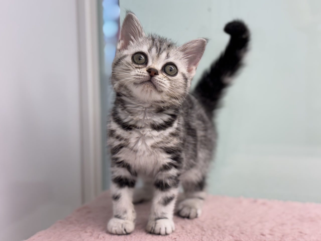 楽天市場】【Kitten/キトン】アメリカンショートヘア グレー