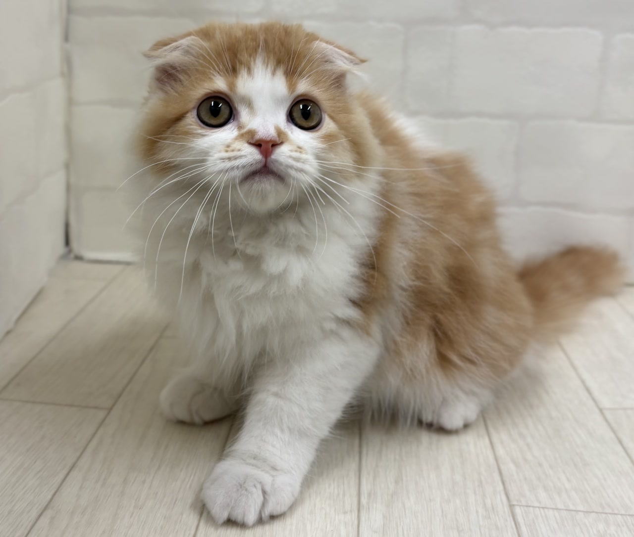 スコティッシュフォールドの子猫を探す｜ブリーダー直販の子猫
