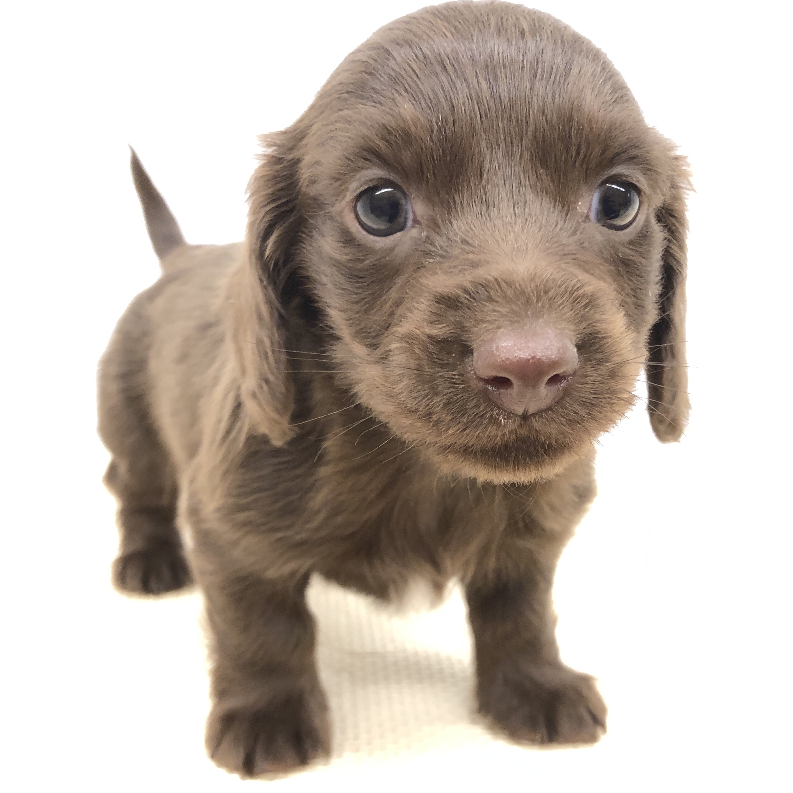 Amazon.co.jp: minimal Zoo じゃれ犬 パグ : おもちゃ