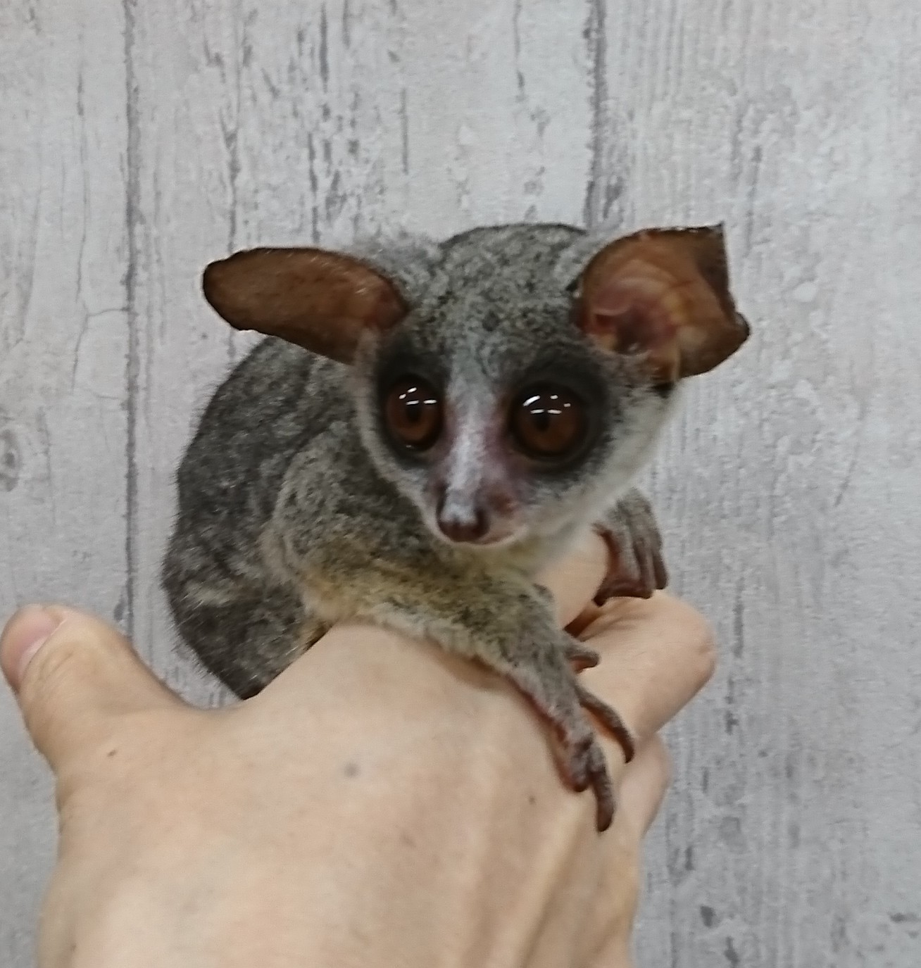 ショウガラゴ 値段 ペットにできる猿の種類とペットショップ 値段 小さい