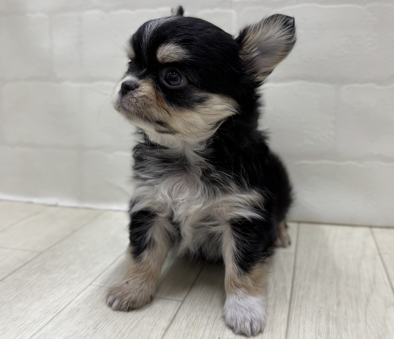 チワワ｜ペット検索｜ペット大好き！