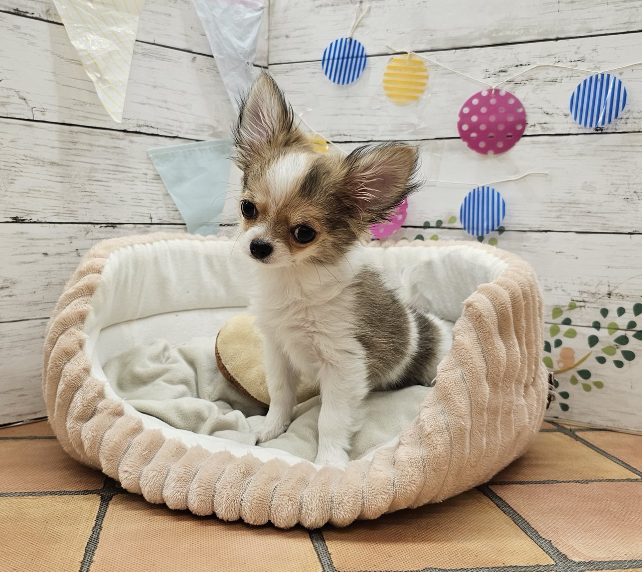 チワワ｜ペット検索｜ペット大好き！