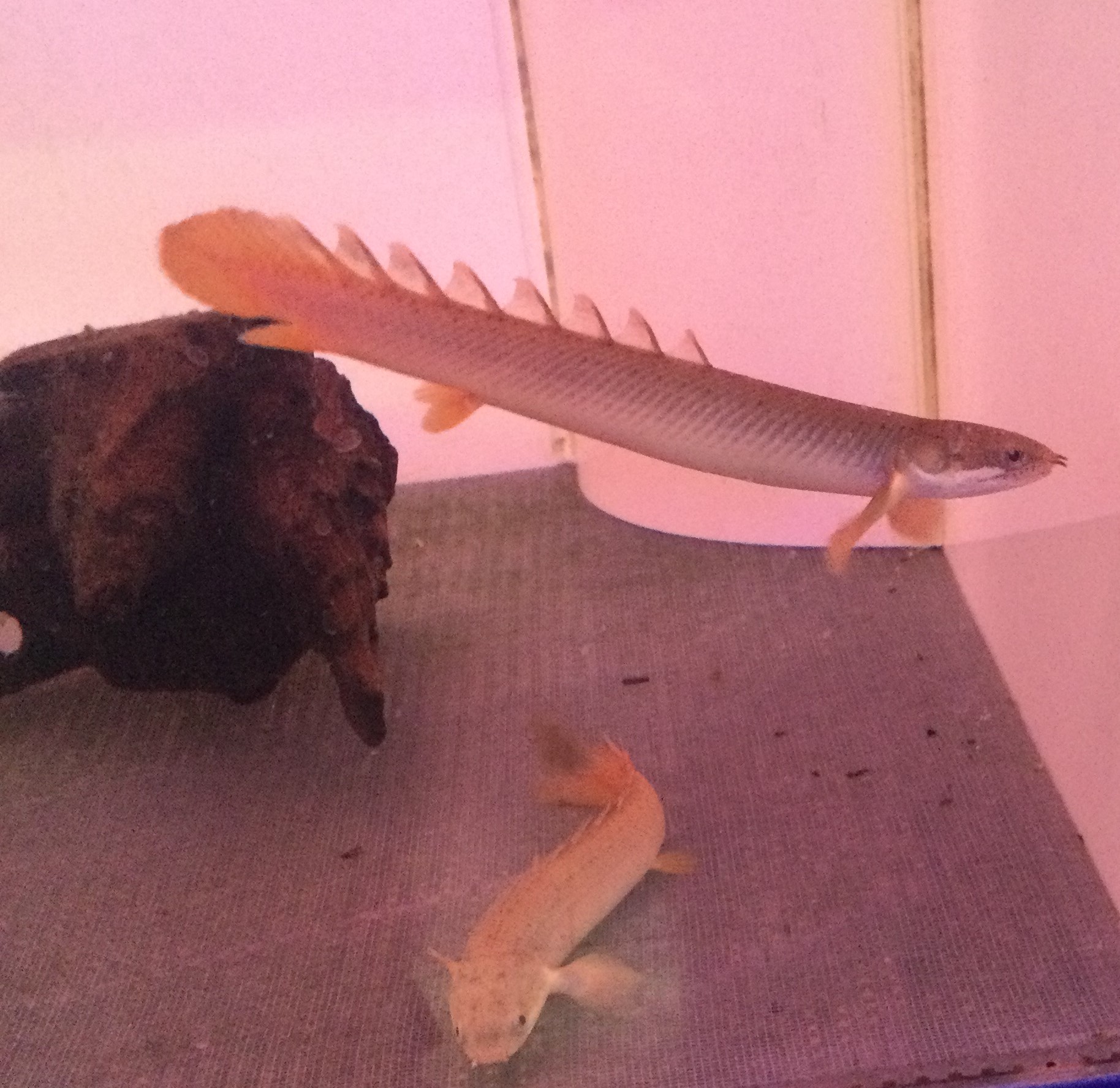 熱帯魚 ペット検索 ペット大好き 熱帯魚 ペット検索 ペット大好き