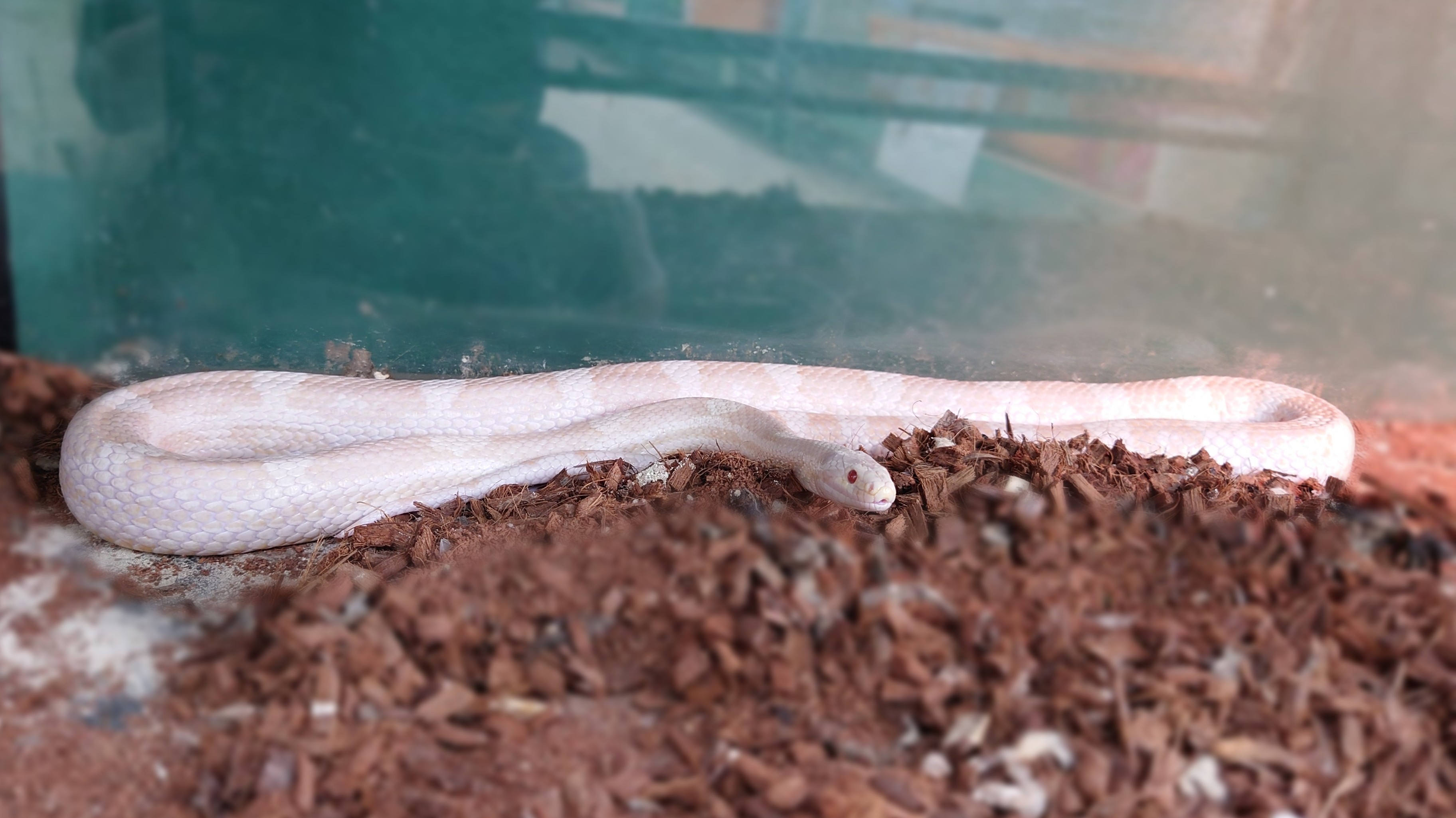 爬虫類 ペット検索 ペット大好き