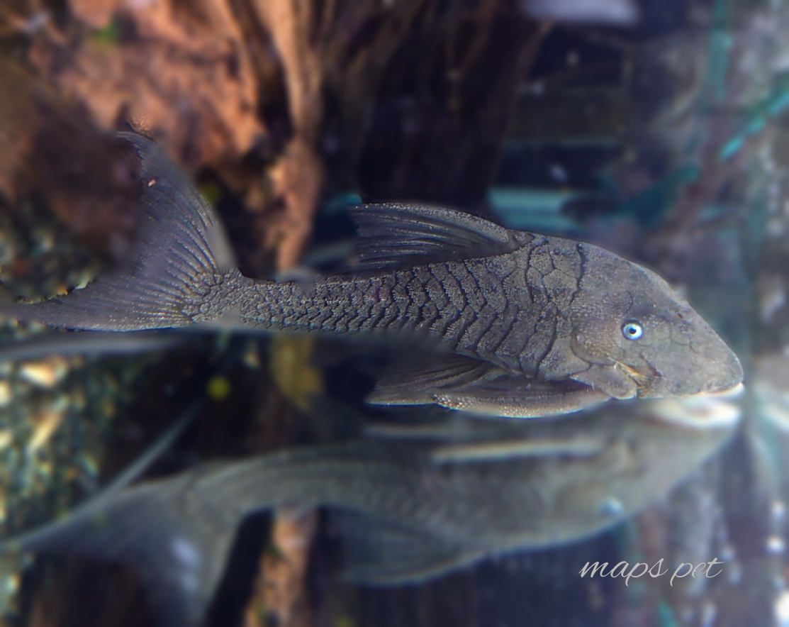 熱帯魚 ペット検索 ペット大好き 熱帯魚 ペット検索 ペット大好き
