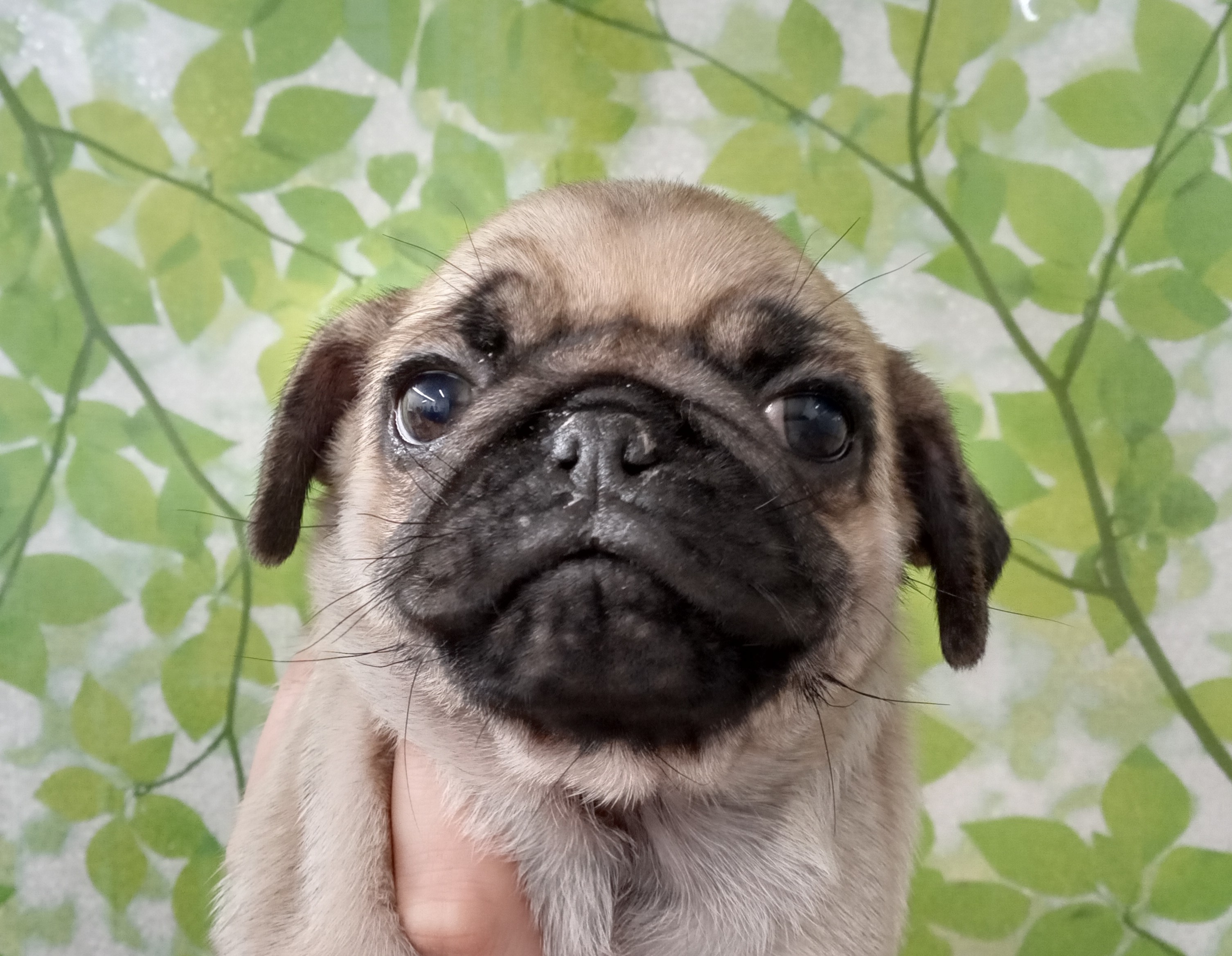 パグ ペット検索 ペット大好き