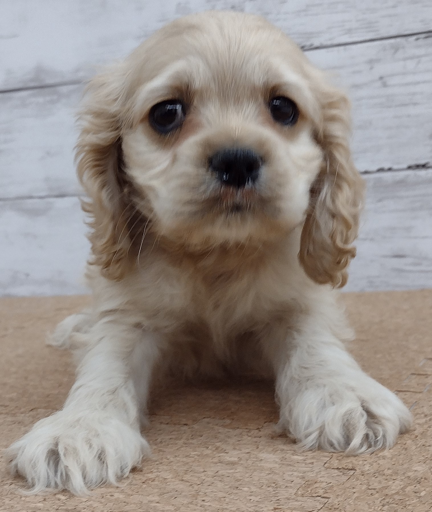 アメリカン コッカー スパニエル ペット検索 ペット大好き