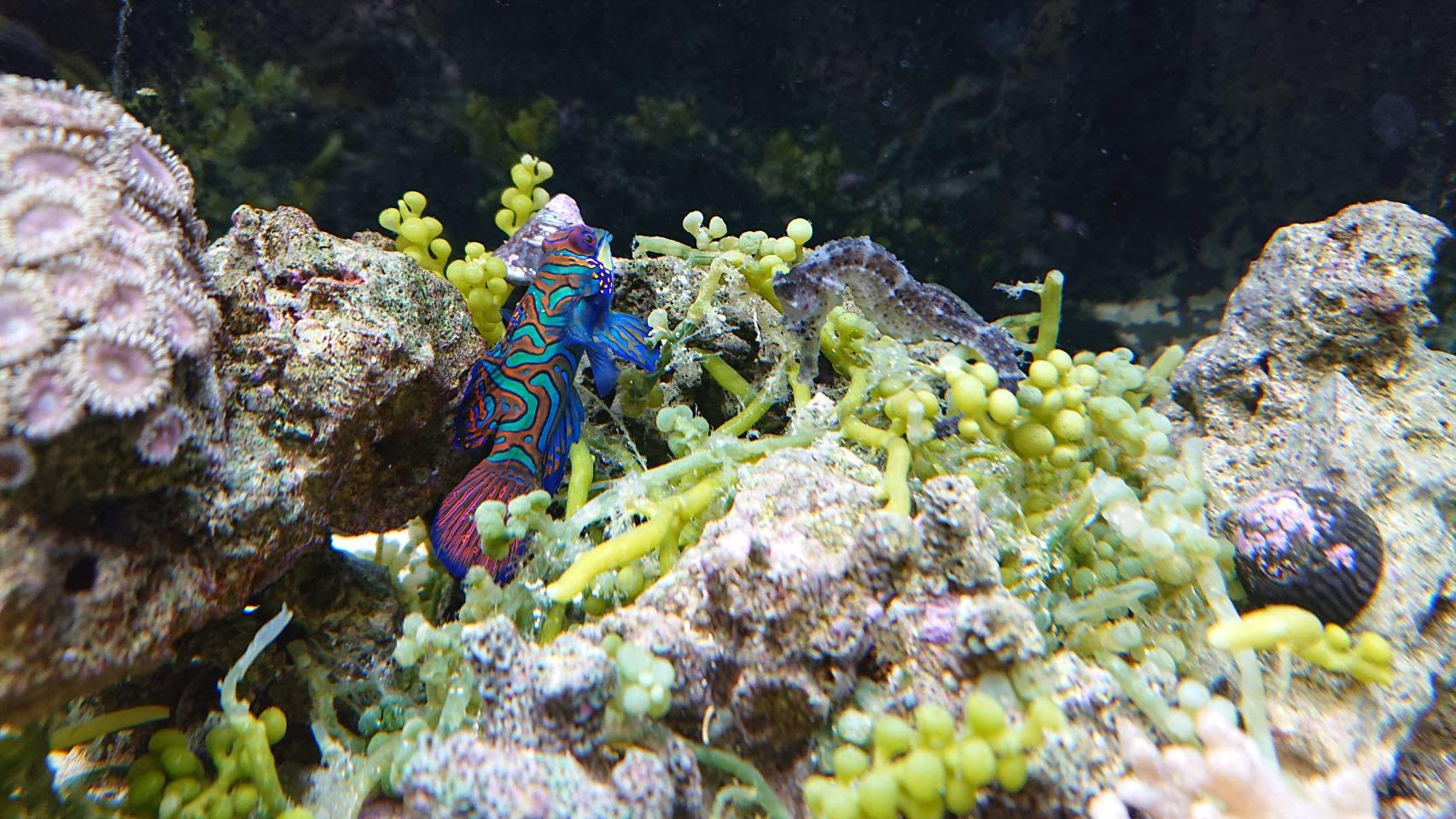 海水魚 ペット検索 ペット大好き