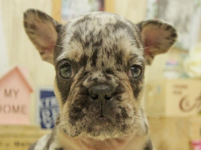 フレンチ ブルドッグ ペット検索 ペット大好き